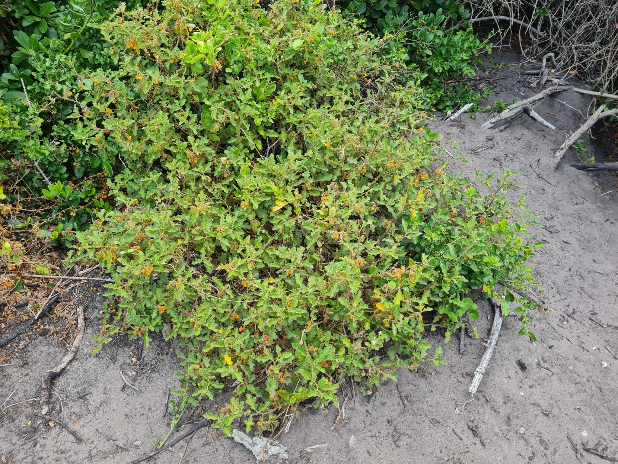 Image of Solanum rubetorum Dun.