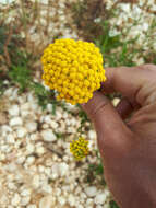 Слика од Achillea ageratum L.