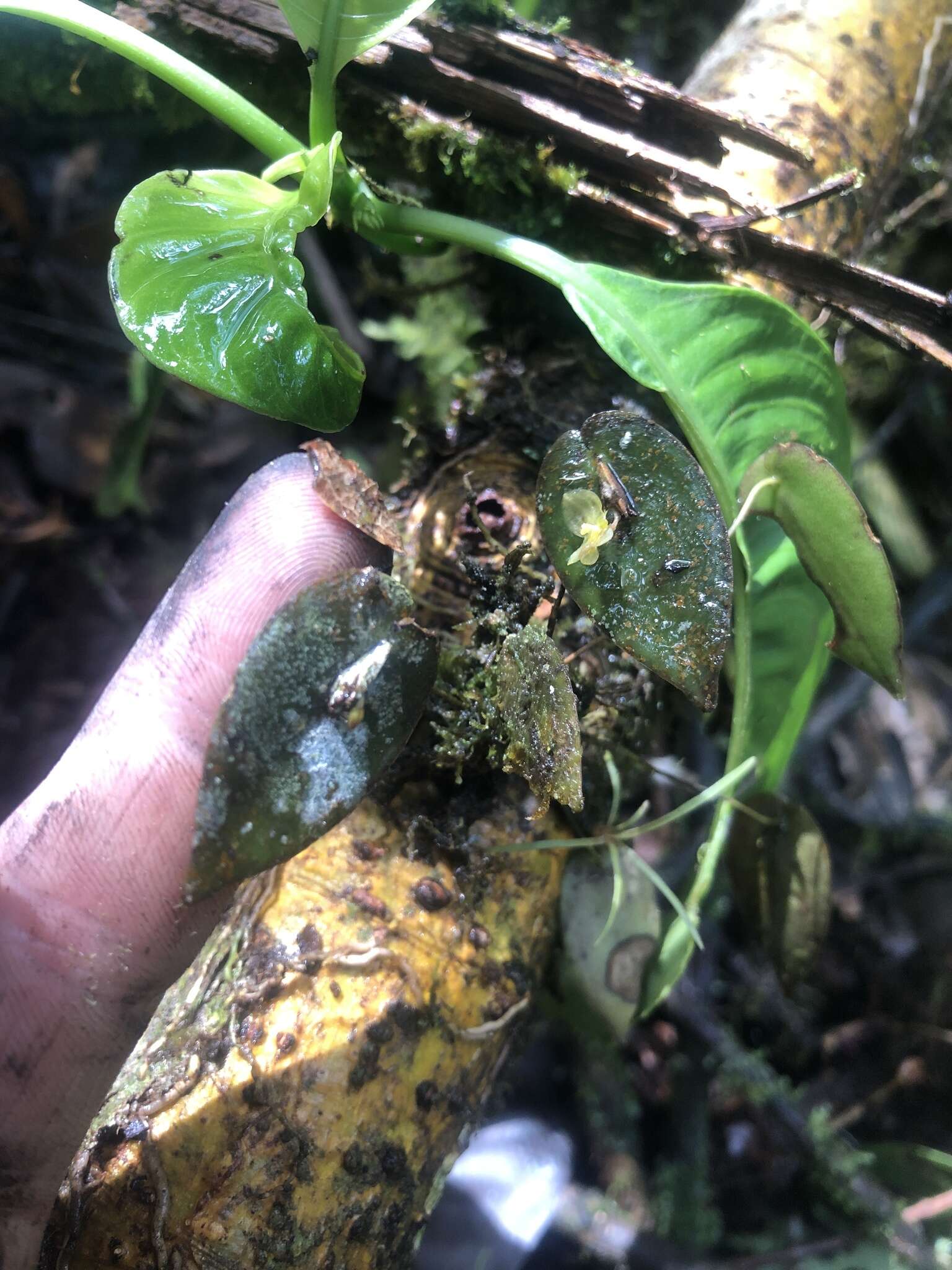 Image of Pleurothallis sphaerantha Luer