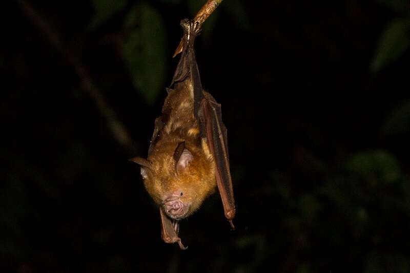 Image of Diadem Horseshoe-bat