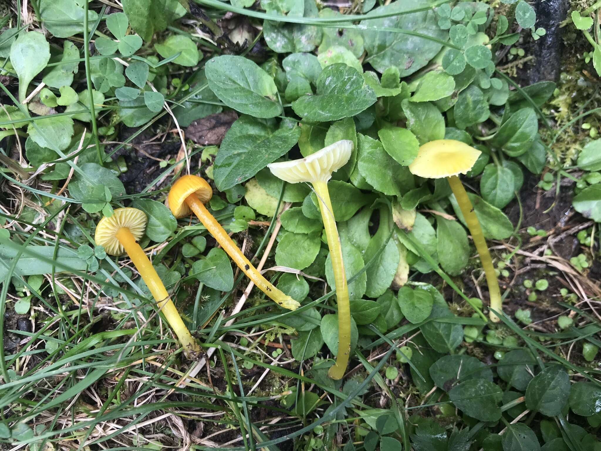 Image de Hygrocybe glutinipes (J. E. Lange) R. Haller Aar. 1956