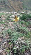 Image of yellow asphodel