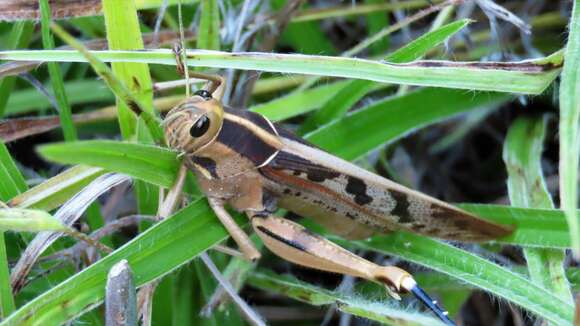 Acanthacris resmi