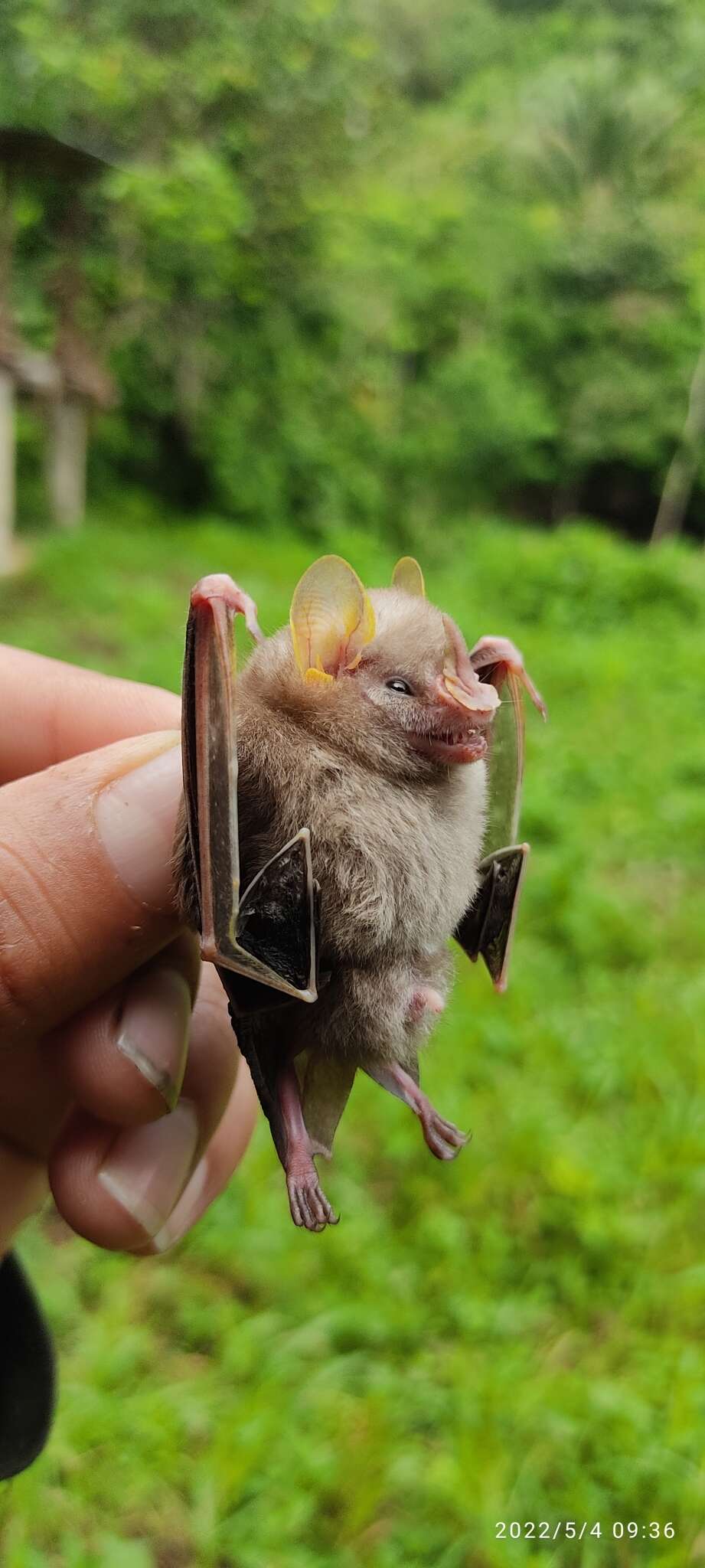 Image of MacConnell's Bat.