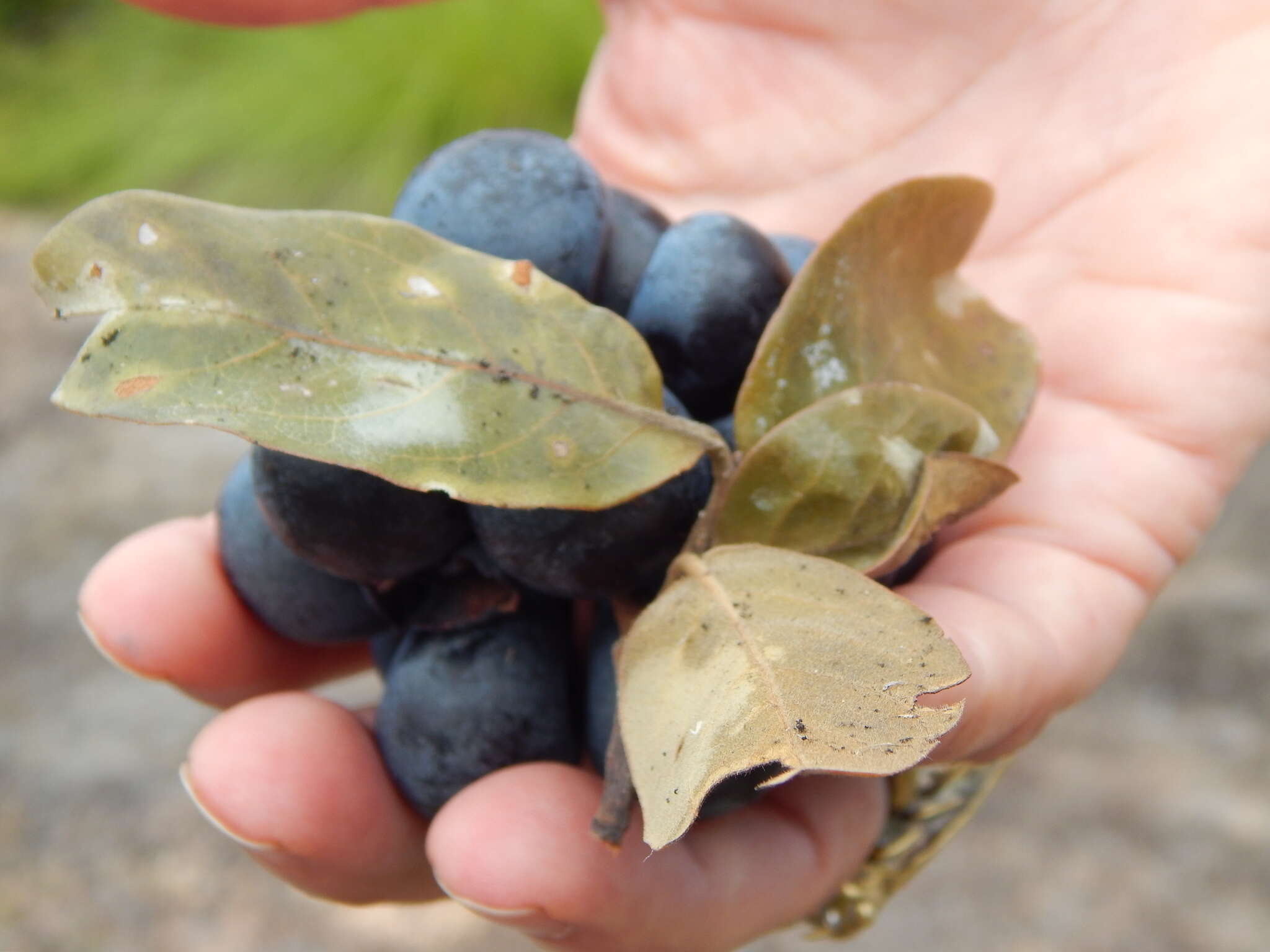 Image of Large hook-berry