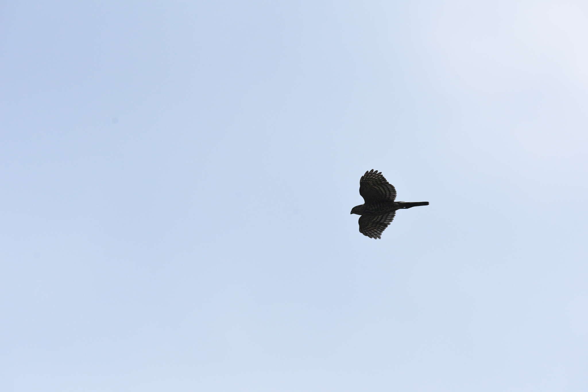 Image of Accipiter virgatus fuscipectus Mees 1970