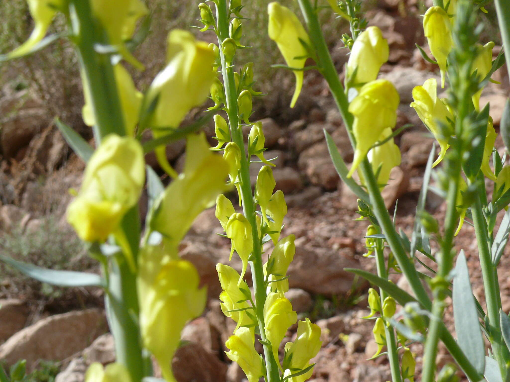 Plancia ëd Linaria ventricosa Cosson & Bal.