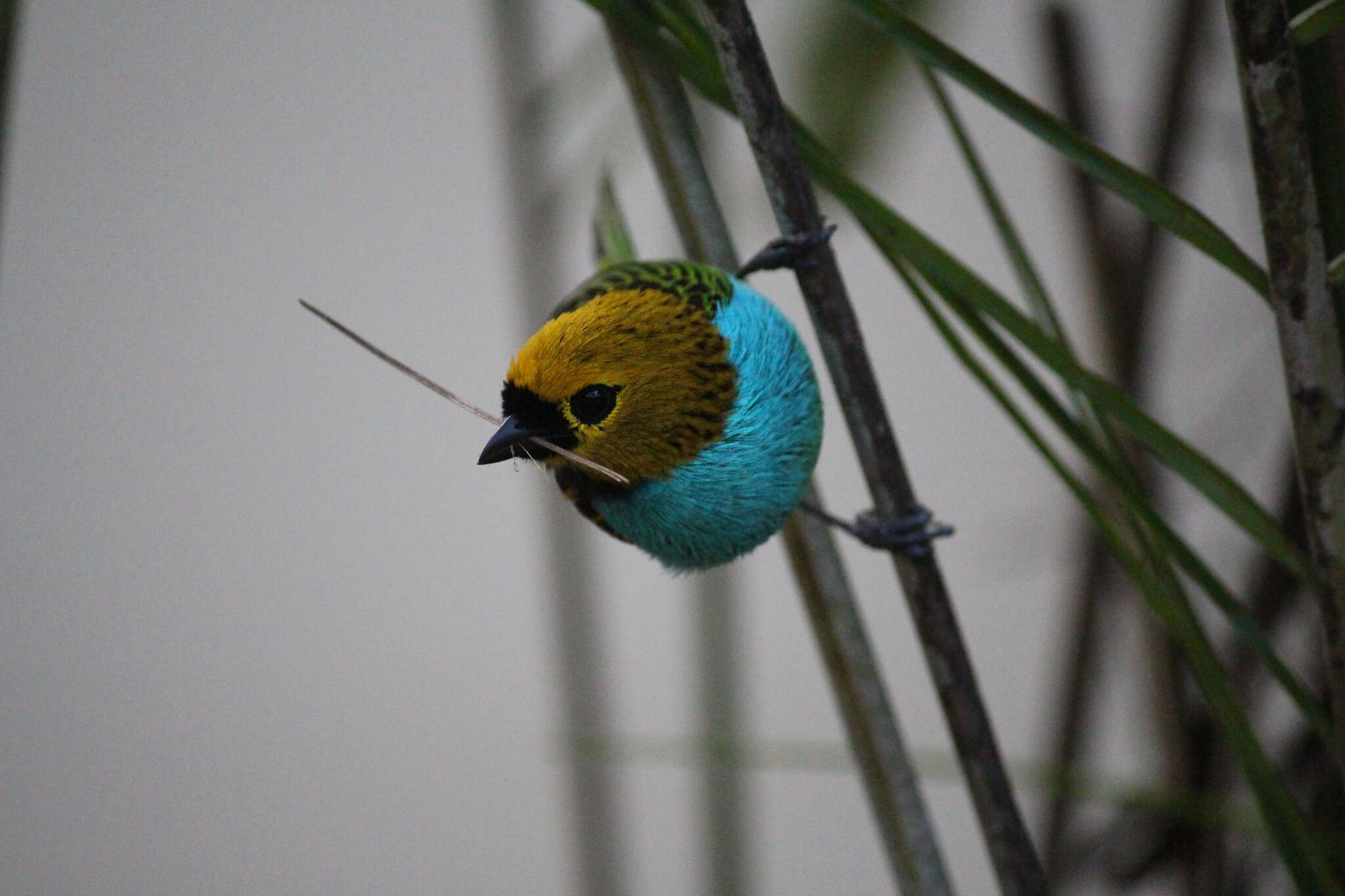 Image of Gilt-edged Tanager