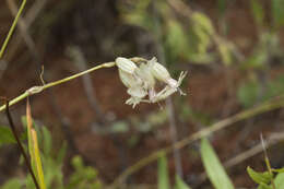 Image of Silene graminifolia Otth