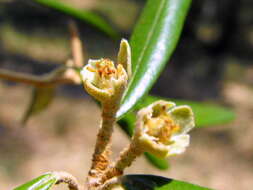 Image de Ricinocarpos ledifolius F. Muell.