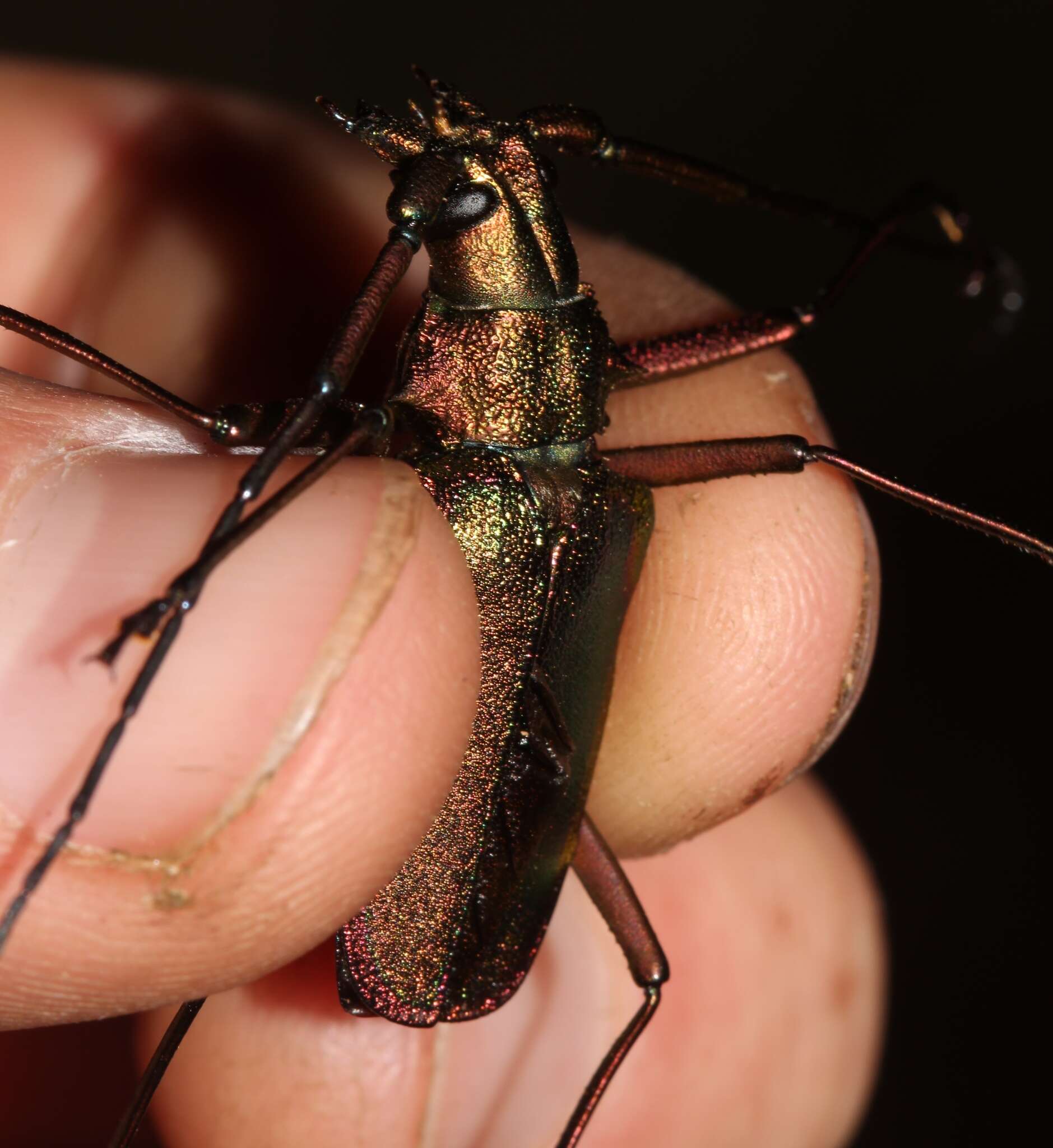 Image of Scatopyrodes tenuicornis (White 1850)