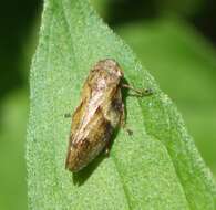 Image of European Alder Spittlebug