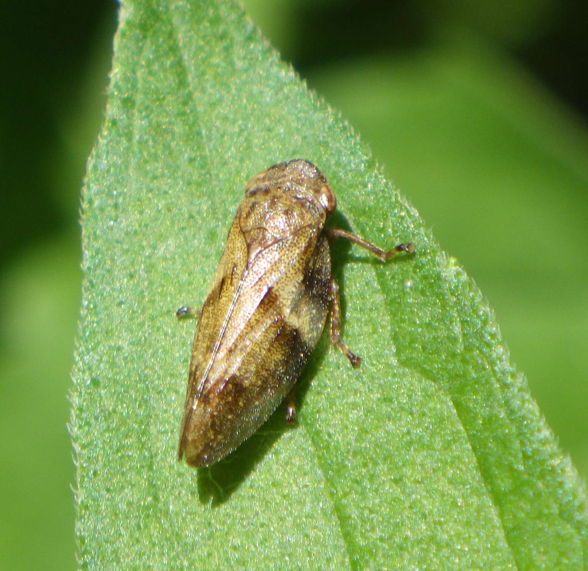 Image of European Alder Spittlebug