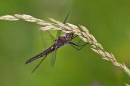 Image of Common Baskettail