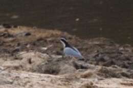 Image of Egyptian plovers