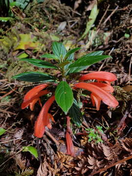 Image of Columnea magnifica Klotzsch ex Oerst.