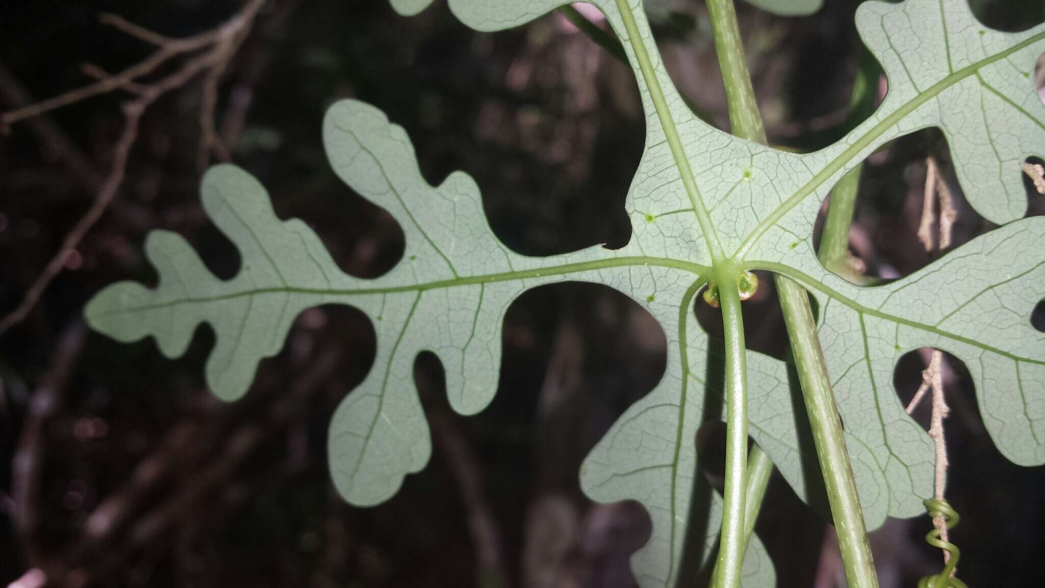 Image of Adenia perrieri Clav.