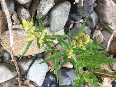 Image of Pacific Willow Dock