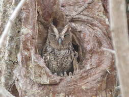Image of Peruvian Screech-Owl