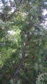 Image of Juniperus oxycedrus subsp. oxycedrus