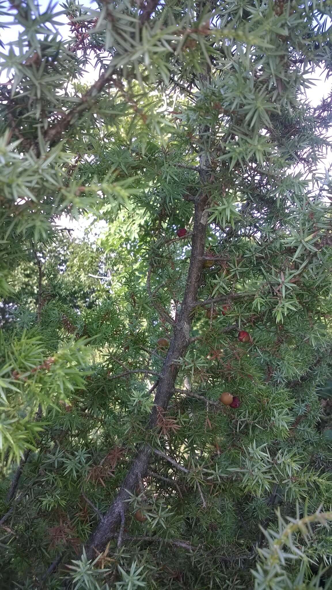 Image of Juniperus oxycedrus subsp. oxycedrus