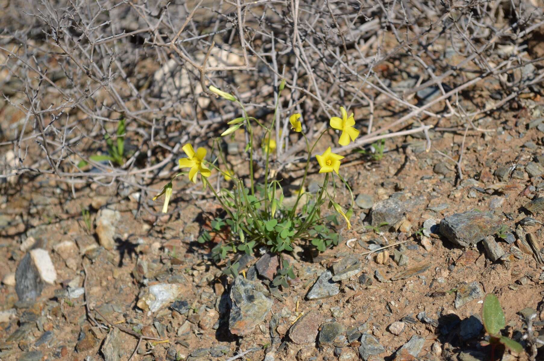 Image of Oxalis copiosa F. Bolus