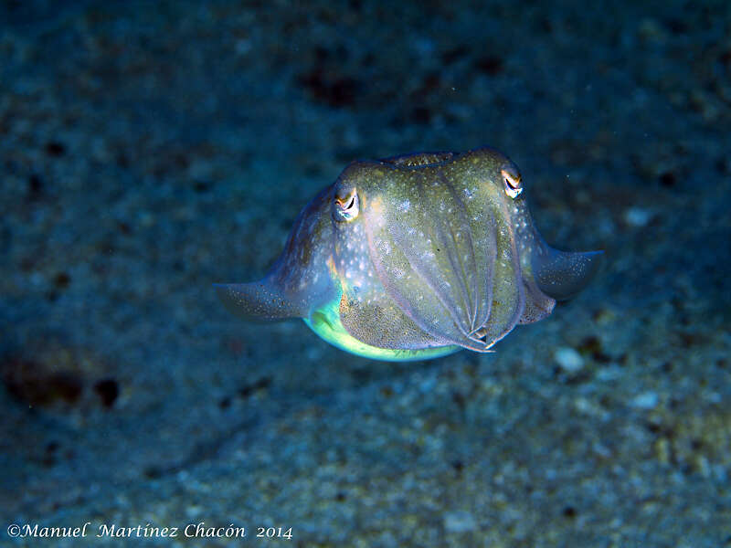 Image of Common Cuttlefish