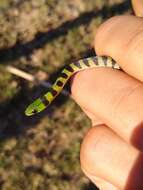 Image of Crown Ground Snake