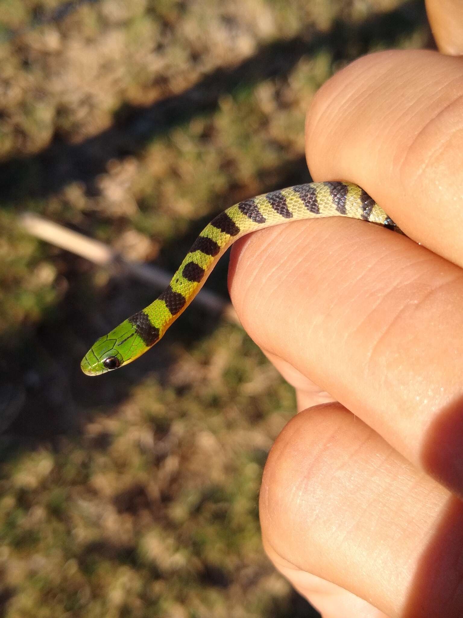 صورة Erythrolamprus viridis (Günther 1862)