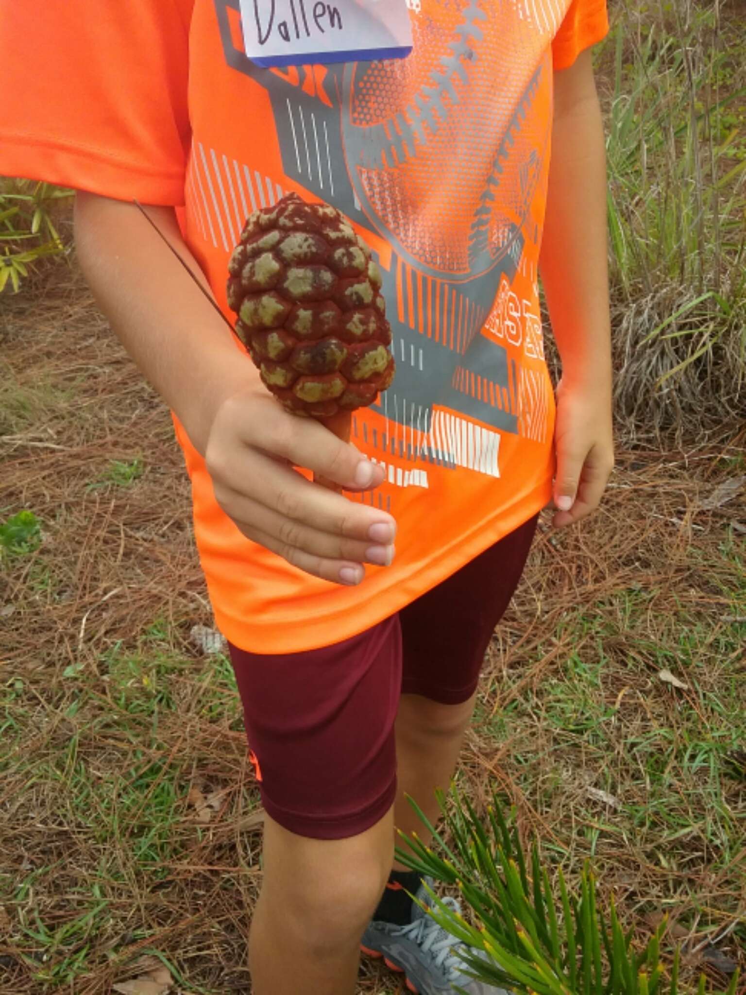 Image of Florida arrowroot