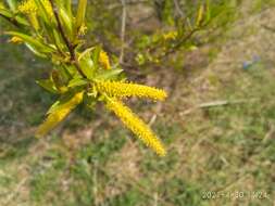 Image of Salix subfragilis Anderss.