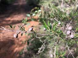 Sivun Leptospermum polygalifolium Salisb. kuva