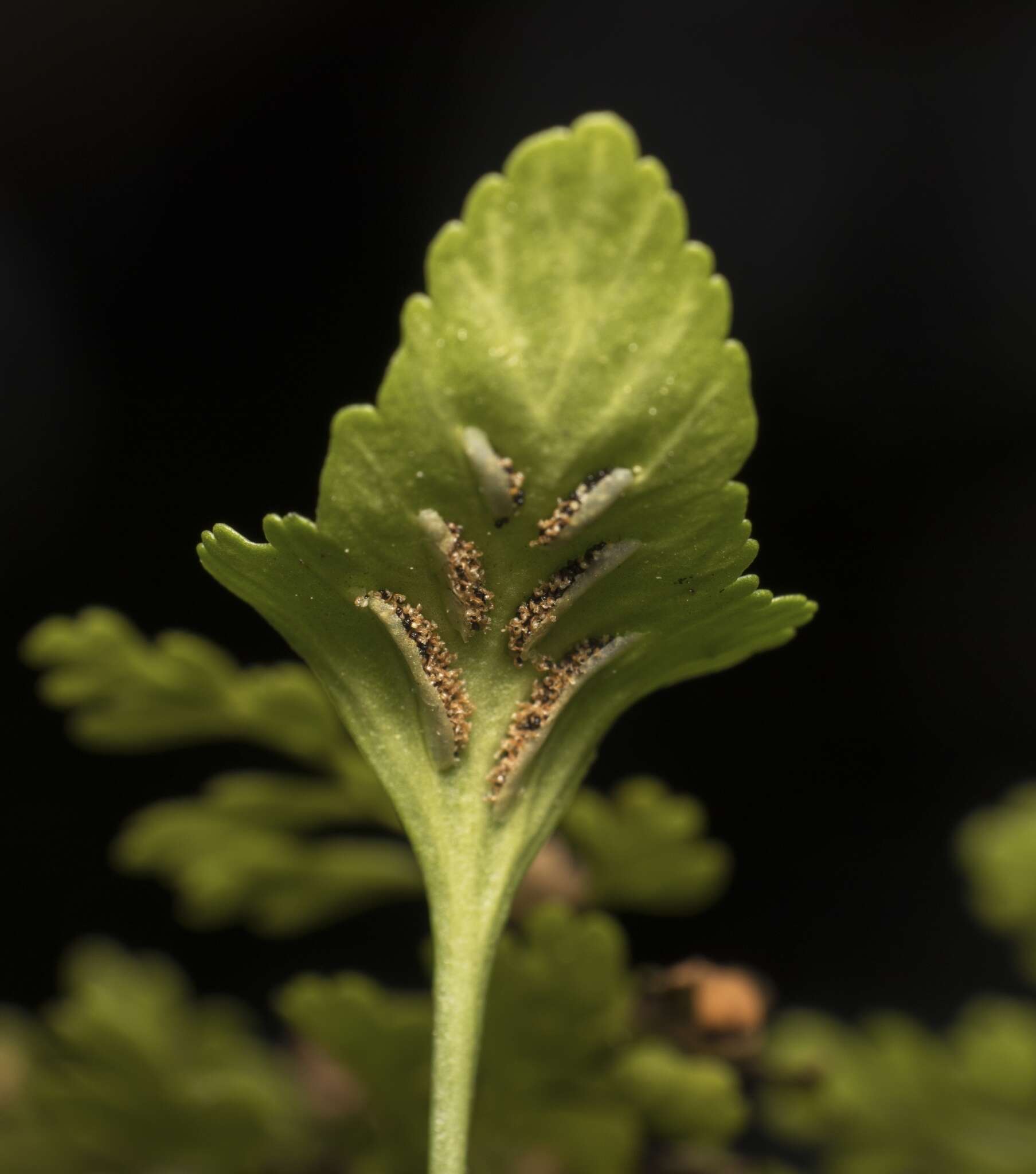 Image of Asplenium trilobum Cav.