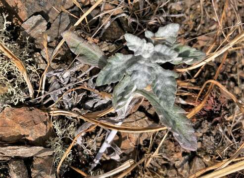 Imagem de Eriophyllum lanatum var. leucophyllum (DC.) W. R. Carter