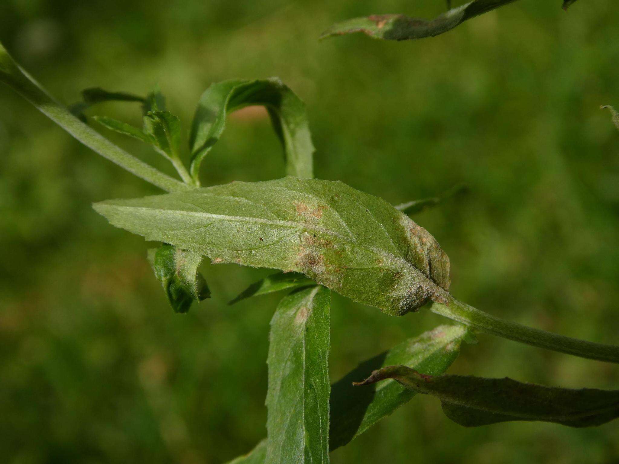 Podosphaera epilobii (Wallr.) de Bary 1870的圖片