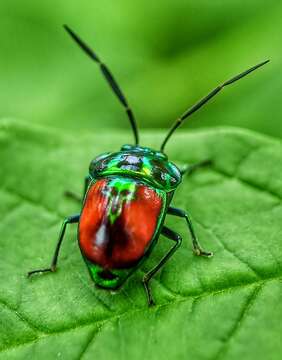 Image of Chrysocoris Hahn 1834