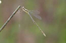 Image of Blue-striped Spreadwing