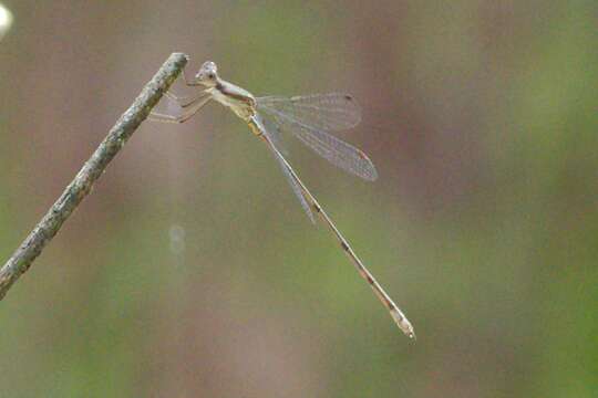 Слика од Lestes tenuatus Rambur 1842