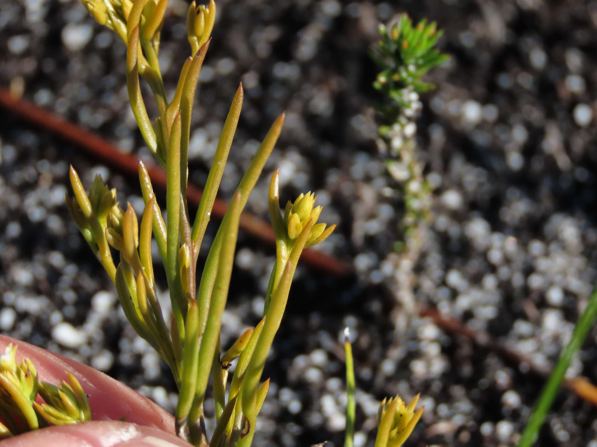 Image of Thesium acuminatum A. W. Hill