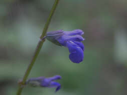 Image of desert indigo sage