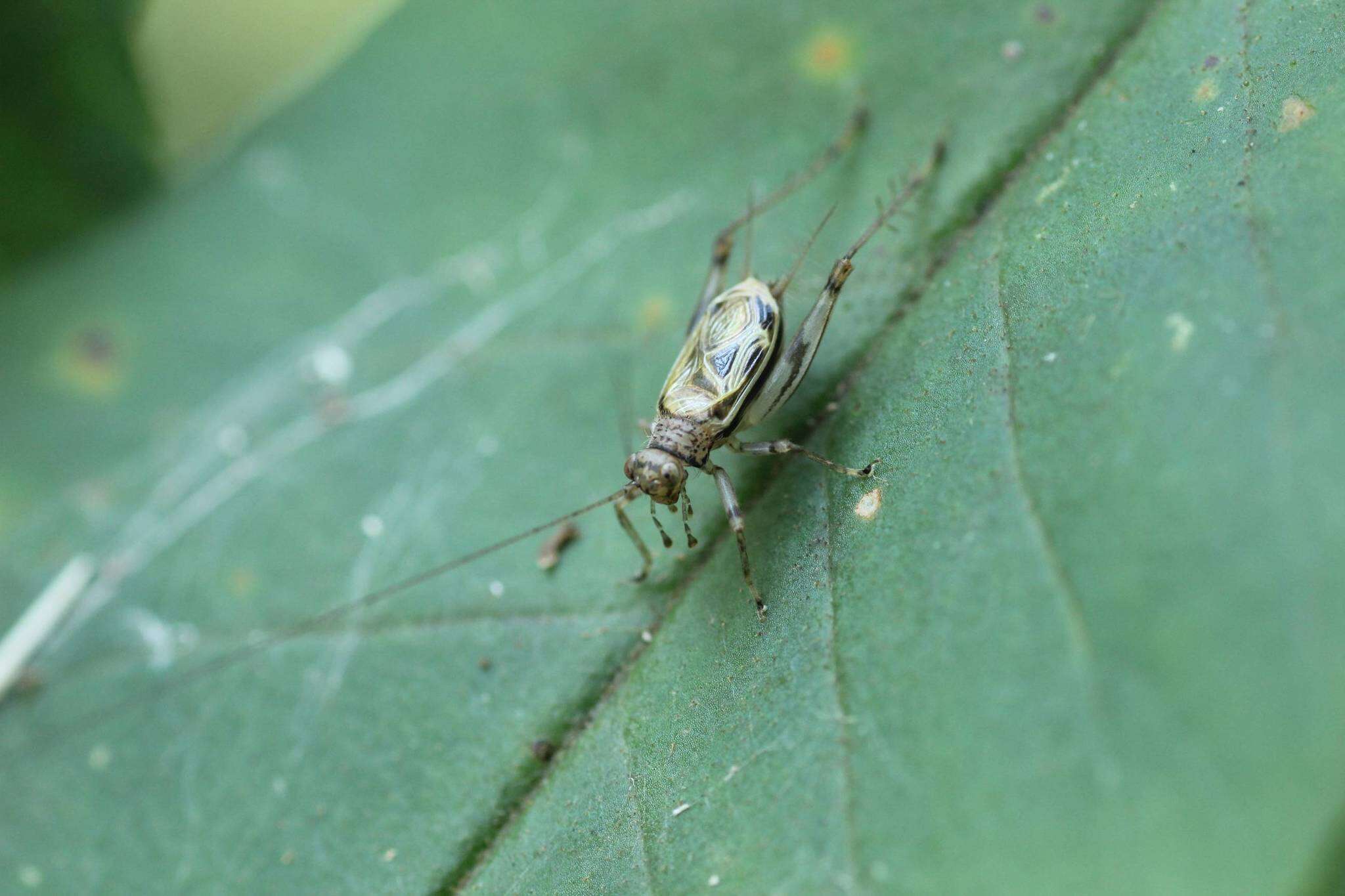 Image of Svistella bifasciata (Shiraki 1911)