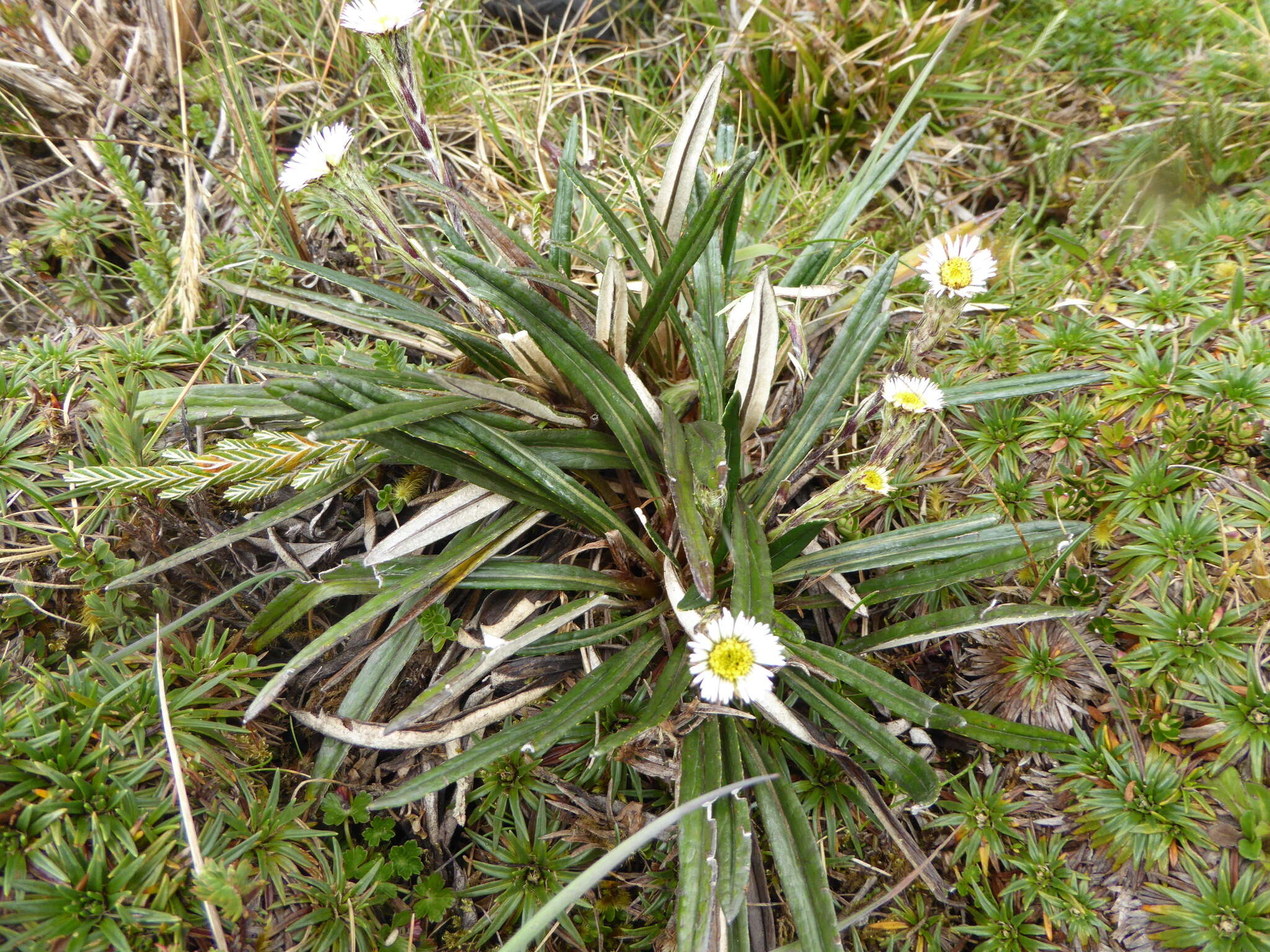 Sivun Oritrophium peruvianum (Lam.) Cuatrec. kuva