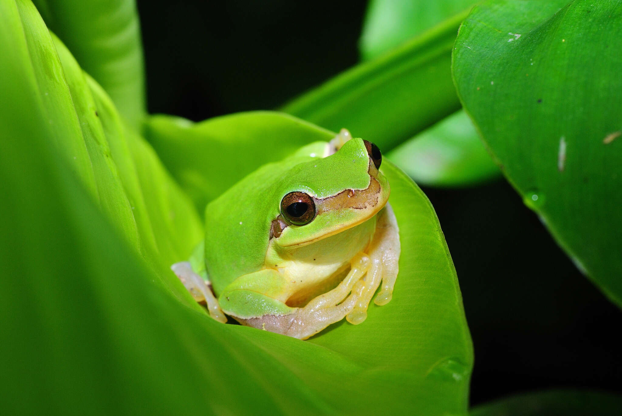 Hyla chinensis Günther 1858的圖片