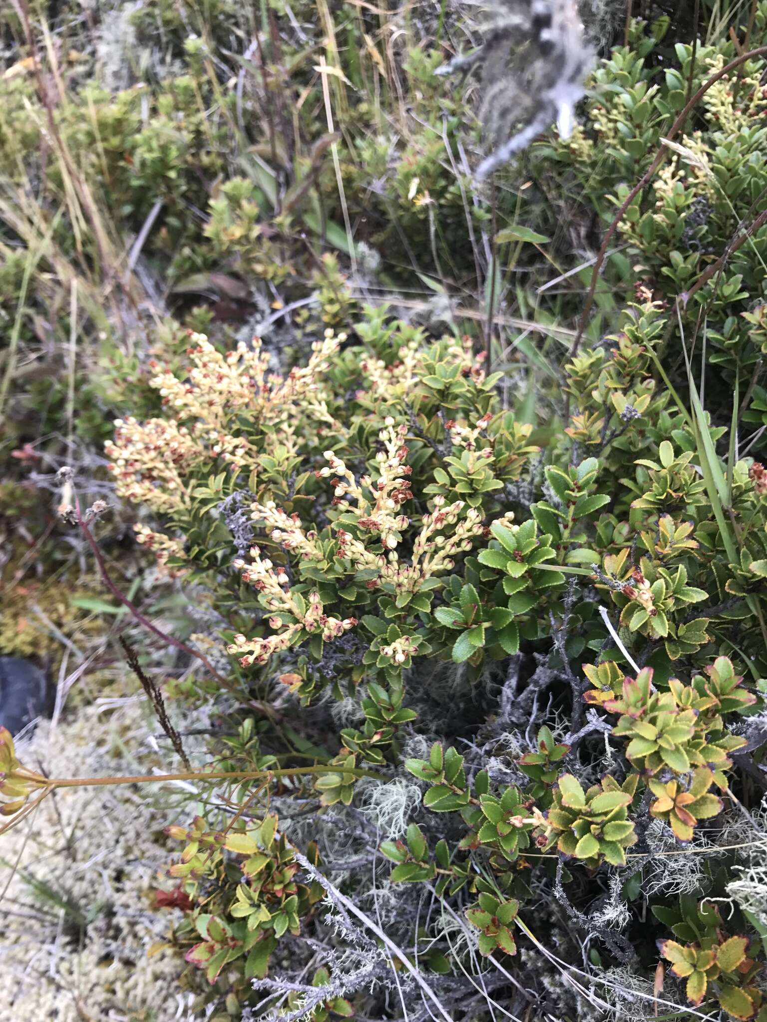 Imagem de Gaultheria crassa Allan