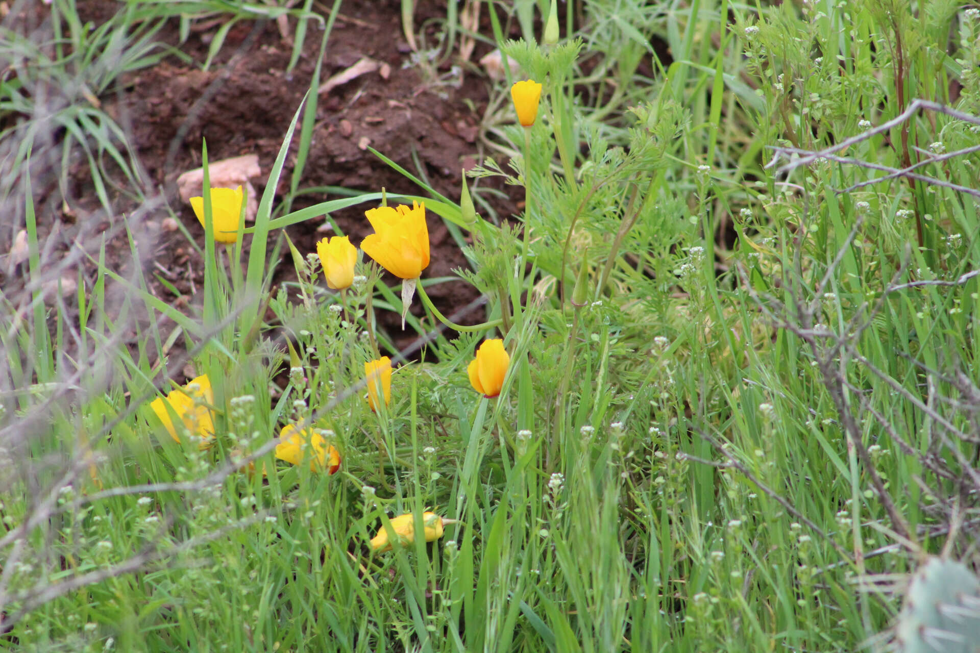 Imagem de Eschscholzia ramosa (Greene) Greene