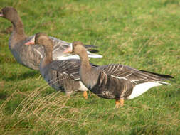 Image of Eurasian White-fronted Goose