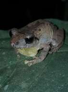 Image of Banded Robber Frog