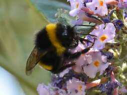 Image of White-tailed bumblebee