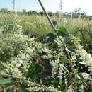 Image of Aloysia scorodonioides var. scorodonioides