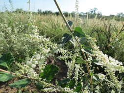 صورة Aloysia scorodonioides (Kunth) Cham.